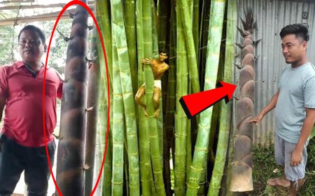 Surprise Discovery in Karbook: Giant Bamboo Shoots Weighing Nearly 20kg Go Viral