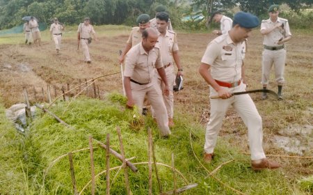 Melaghar Police Destroys 65,000 Ganja Saplings in Major Anti-Narcotics Operation Under New OC Jayanta Das