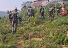 Police Destroy Large Cannabis Plantations in Jatrapur Area