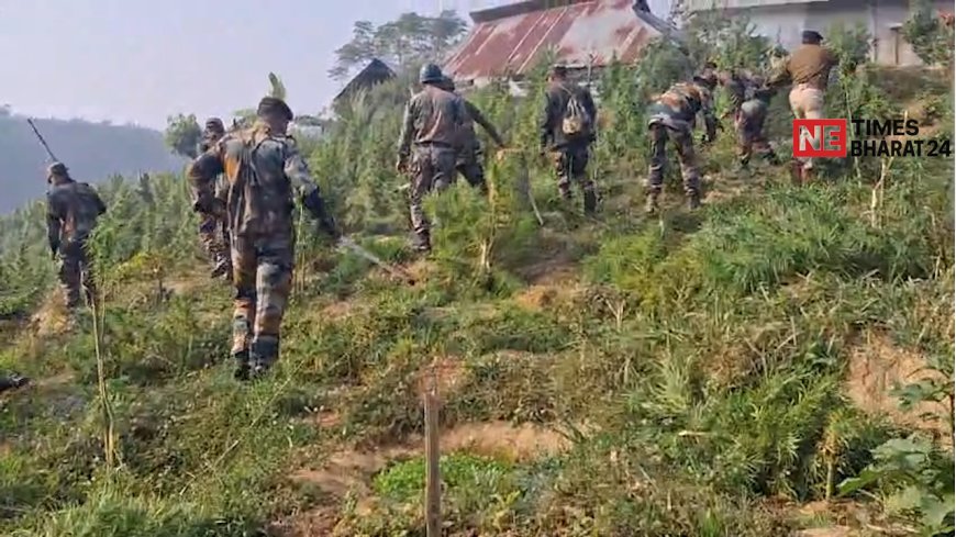 Police Destroy Large Cannabis Plantations in Jatrapur Area